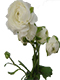 Beyaz Erengül Çiçeği