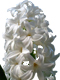 Beyaz Sümbül Çiçeği