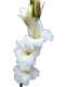 Beyaz Glayör Çiçeği