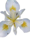 Beyaz İris Çiçeği