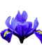 Mavi İris Çiçeği