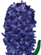 Mor Sümbül Çiçeği